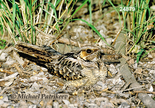 Common Pauraque (Nyctidromus albicollis)